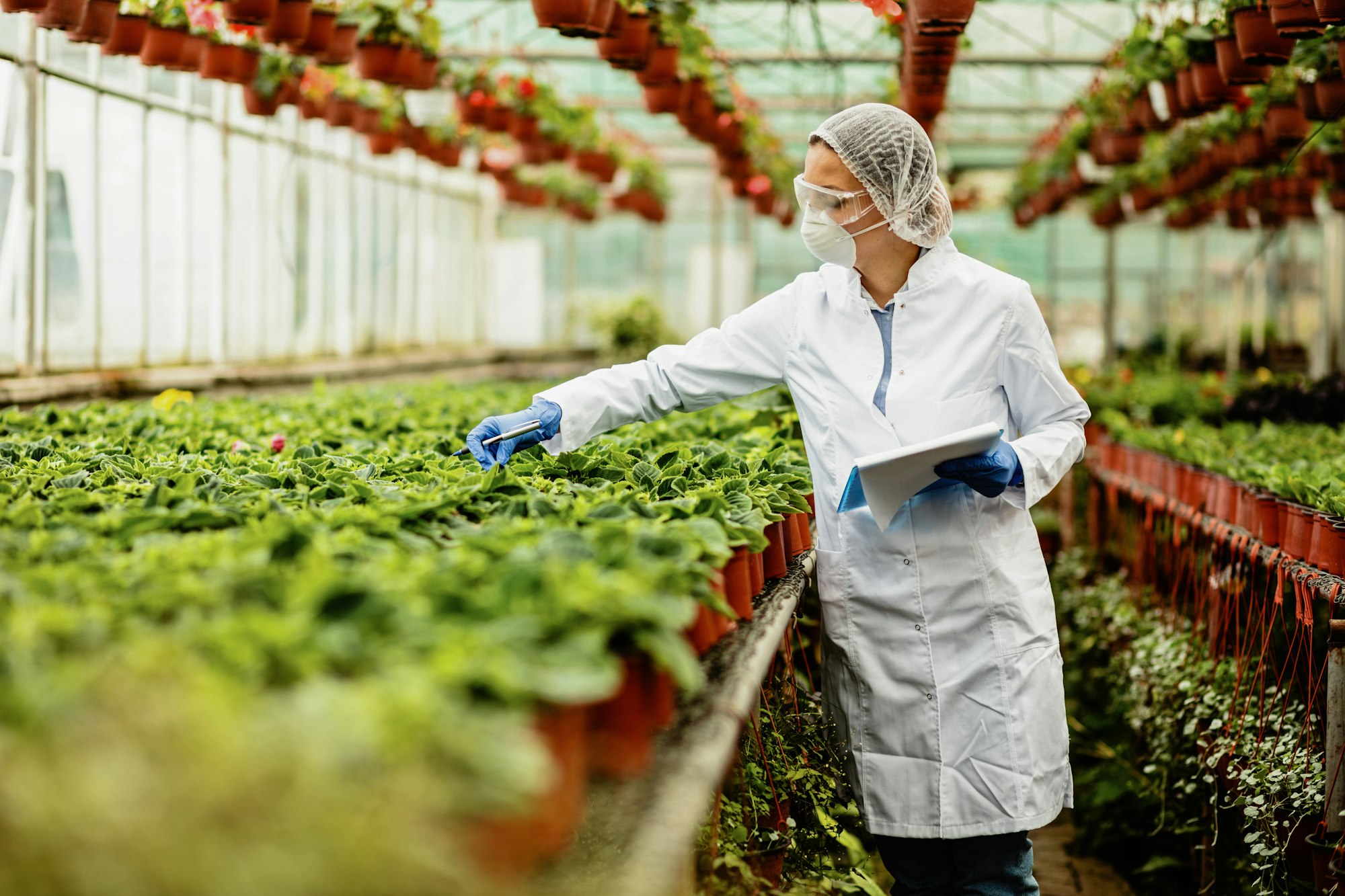 Female agricultural engineer inspecting plants in a greenhouse.